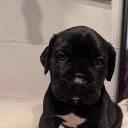 Red collar - Gray male Cane Corso puppy in Va Beach, Virginia from Guardian Corso's