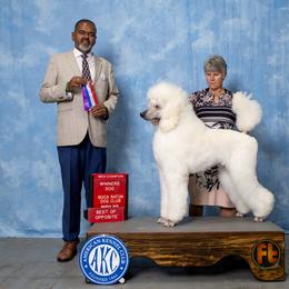 Matteo - Poodle