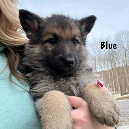 Blue HC - Black and tan male German Shepherd puppy in Terra Alta, West Virginia from Shepherd Country Farm and Kennels