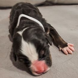 Girl 2 - Tri-color Bernese Mountain Dog puppy in Las Vegas, Nevada from Rogarci Berners Ranch