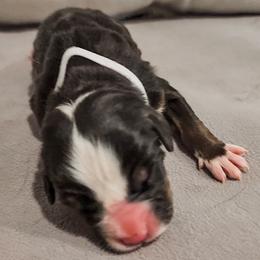 Girl 2 - Tri-color Bernese Mountain Dog puppy in Las Vegas, Nevada from Rogarci Berners Ranch