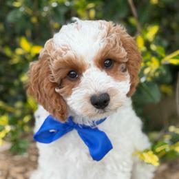 Basil - male Cavapoochon puppy in North Lawrence, Ohio from Liberty Pups
