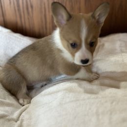 Ringo - Red male Pembroke Welsh Corgi puppy in Blair, Wisconsin from Sandy’s Pet Grooming and Boarding & AKC Corgis