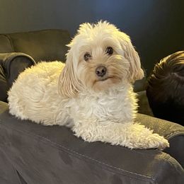 Quinn - Cockapoo