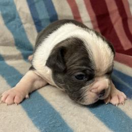 Butch - Blue male Boston Terrier puppy in Corning, California from SB Bostons / Raksha Malinois