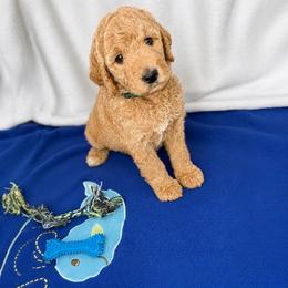 Cashmere - Apricot male Goldendoodle puppy in Glendale, Arizona from CocoLove Doodles