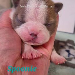 Girl 3 - Blue female Boston Terrier puppy in Griffin, Georgia from Celtic Kennel Bostons