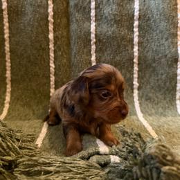 Shamrock - Dapple female Dachshund puppy in Ridgeville, Indiana from McCord’s Standard Aussies