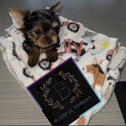 Yorkshire Terrier Puppies from Blissful_Yorkies