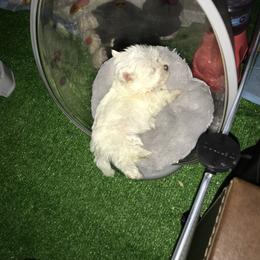 Maltese Puppies from Emotional Amor Support