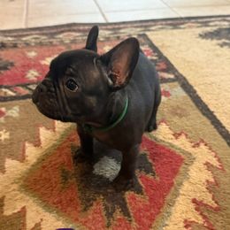 Green collar - Brindle male French Bulldog puppy in Livingston, Texas from Drake Home Frenchies