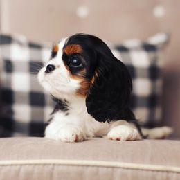 Cavalier King Charles Spaniel Puppies from Westchester Cavaliers
