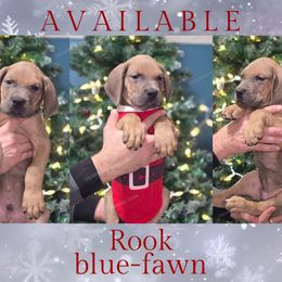Rook - Fawn male Great Dane puppy in Roseau, Minnesota from UNDAD'S KENNELS