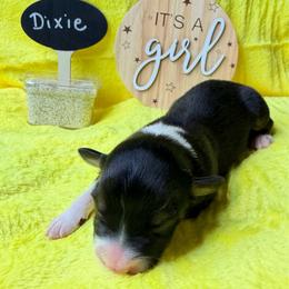 Dixie - Black tri-color female Australian Shepherd puppy in Shepherdsville, Kentucky from Annie's Aussies