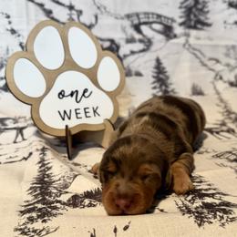 Cappuccino - Dapple male Dachshund puppy in Dothan, Alabama from Little House Pups