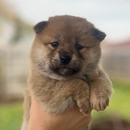 Gucci - Red female Shiba Inu puppy in Racine, Wisconsin from Belle City Shibas