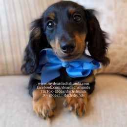 Binx - Black and tan male Dachshund puppy in Cape Coral, Florida from Dear Dachshunds
