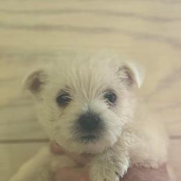 Golden Girl - White female West Highland White Terrier puppy in Boaz, Alabama from Creekside Westies