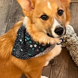 Pembroke Welsh Corgis from Lucky J Corgis