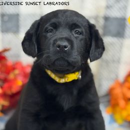 Yellow collar - Black female Labrador Retriever puppy in Beaverdam, Virginia from Riverside Sunset Labrador Retrievers