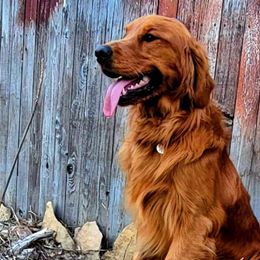 Henry - Golden Retriever