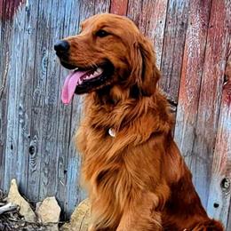 Henry - Golden Retriever