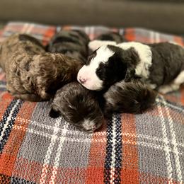 Aussiedoodle, Bernedoodle, and Poodle Puppies from Miller's Doodles