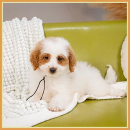 Frex - Red male Cockapoo puppy in Connersville, Indiana from Deaz Doodle Ranch