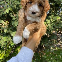 Goldendoodle Puppies from Paddington Doodles