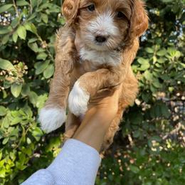 Goldendoodle Puppies from Paddington Doodles
