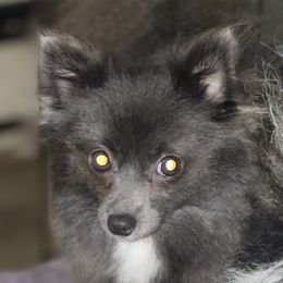 Bella - Pomeranian