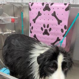 Charlie - Black and white male Border Collie puppy in Lewis, Iowa from 4Ransom Ranch