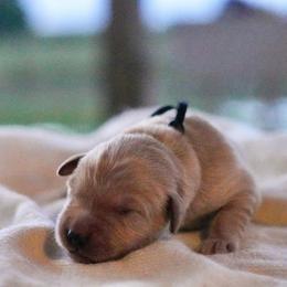 Ash (Black) - Golden male Golden Retriever puppy in Lodi, California from R3 Sport Dogs (Rafter 3 Ranch)