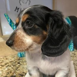 Dachshunds from Seabreeze Dachshunds