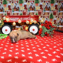 Green collar male - Red male Miniature Bull Terrier puppy in Fontana, California from JLB Beagles & MBT