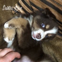 Australian Shepherd Puppies from Painted Blue Aussies