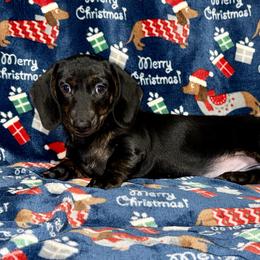 Goblin - Black male Dachshund puppy in Fredonia, Arizona from Desert Horizon Dachshunds