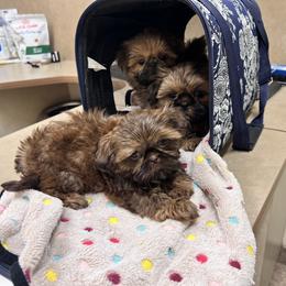 Shih Tzu Puppies from Jodi’s Shihtzus