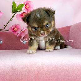 Hades - Chocolate male Chihuahua puppy in Anderson, South Carolina from Lil Treasures Chihuahuas