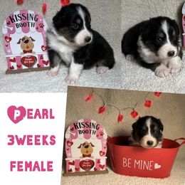Australian Shepherd Puppies from Kayla's Aussies