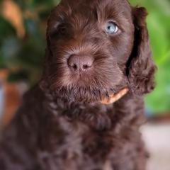 Australian Cobberdog Puppies from Heartland Hills Australian Cobberdogs