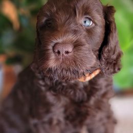 Australian Cobberdog Puppies from Heartland Hills Australian Cobberdogs