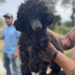 Bull Terrier and Poodle All Grown Up from The Dynasty