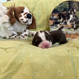 James - Liver and white male English Springer Spaniel puppy in Cookeville, Tennessee from AVE Springer Spaniels