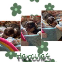 Hercules - Chocolate and tan male Dachshund puppy in Brazil, Indiana from King Duke Dachshunds
