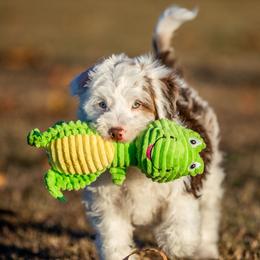 Jack - Red tri-color male Aussiedoodle puppy in Tonopah, Arizona from Kae's Kennels