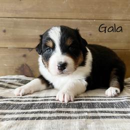 Gala - Black tri-color female Australian Shepherd puppy in Kearney, Nebraska from Helix Aussies