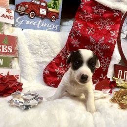 Border Collie and Jack Russell Terrier Puppies from CP FARMS BORDER COLLIES N JACKS CORP