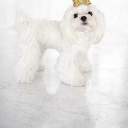 Maltese puppies from Made to Love Maltese LLC