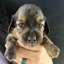 Victoria - Brindle female Dachshund puppy in Bigfork, Minnesota from Dachshunds Up North